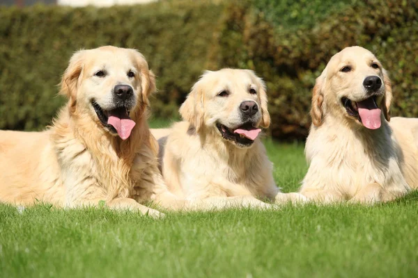 Nice golden retrievers lying together — Stock Image Nice golden retrievers lying together Stock Photo