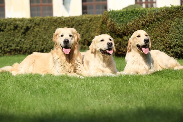 Nice golden retrievers lying together — Stock Image Nice golden retrievers lying together Royalty Free Stock Photos