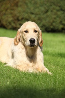 Bahçede güzel altın retriever