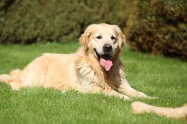 Bahçede güzel altın retriever
