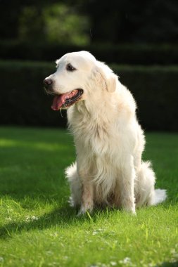 Bahçede güzel altın retriever