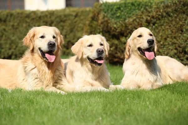 Nice golden retrievers deitado juntos — Fotografia de Stock