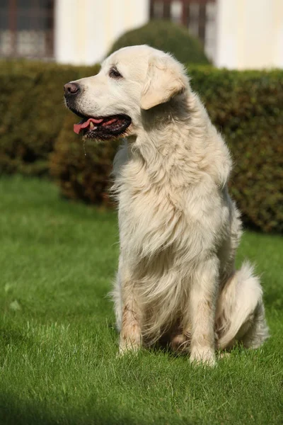 Piękny złoty Retriever w ogrodzie — Zdjęcie stockowe