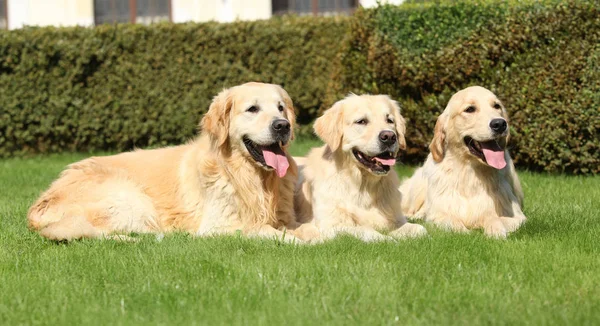 Nice golden retrievers lying together — Stock Photo, Image