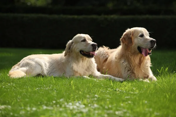 Verbazingwekkende Golden Retrievers samen — Stockfoto