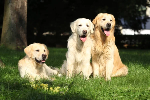 Nice golden retrievers deitado juntos — Fotografia de Stock