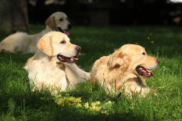 Incríveis golden retrievers juntos — Fotografia de Stock