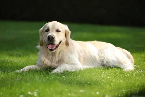 Beautiful golden retriever in the garden — Stock Image Beautiful golden retriever in the garden Stock Picture