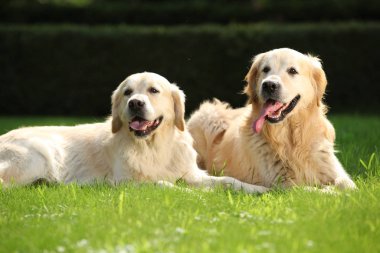 İnanılmaz altın retriever birlikte
