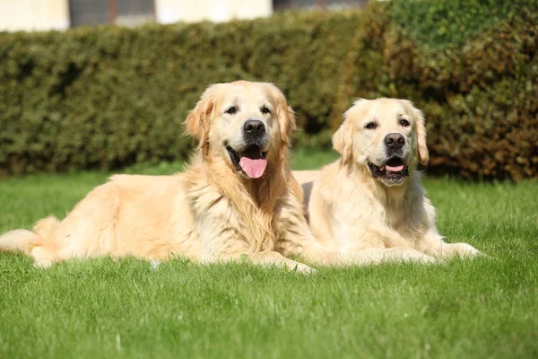 Amazing golden retrievers together — Stock Image Amazing golden retrievers together Royalty Free Stock Photos