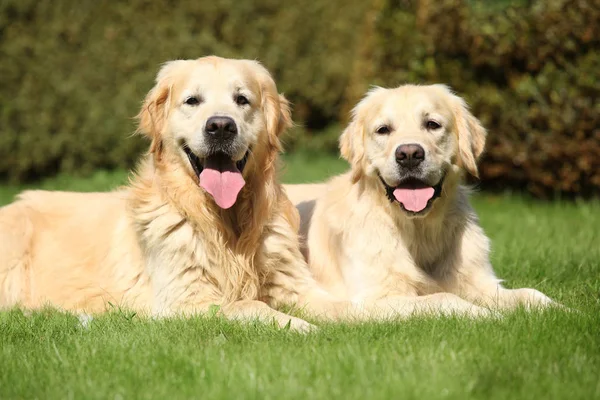 Amazing golden retrievers together — Stock Image Amazing golden retrievers together Stock Image