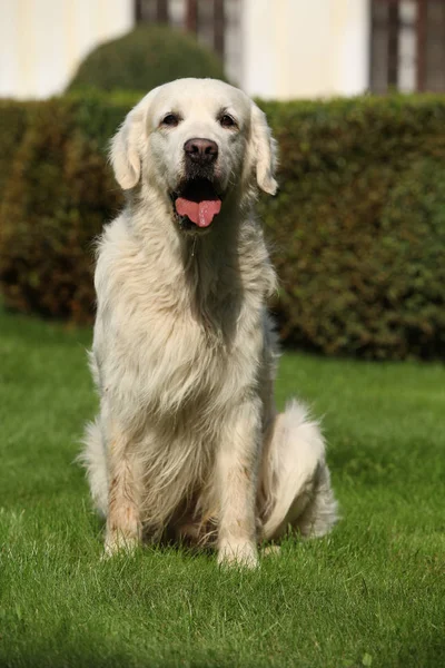 Vackra Golden retriever i trädgården — Stockfoto