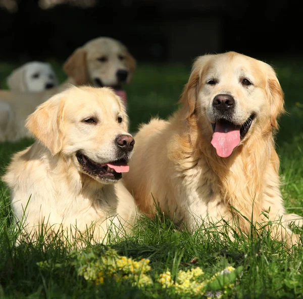 Incríveis golden retrievers juntos — Fotografia de Stock