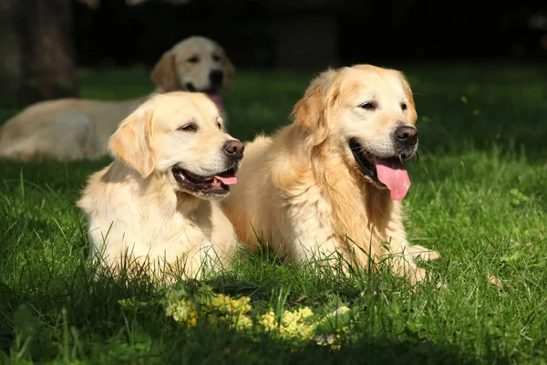 Amazing golden retrievers together — Stock Image Amazing golden retrievers together Stock Picture