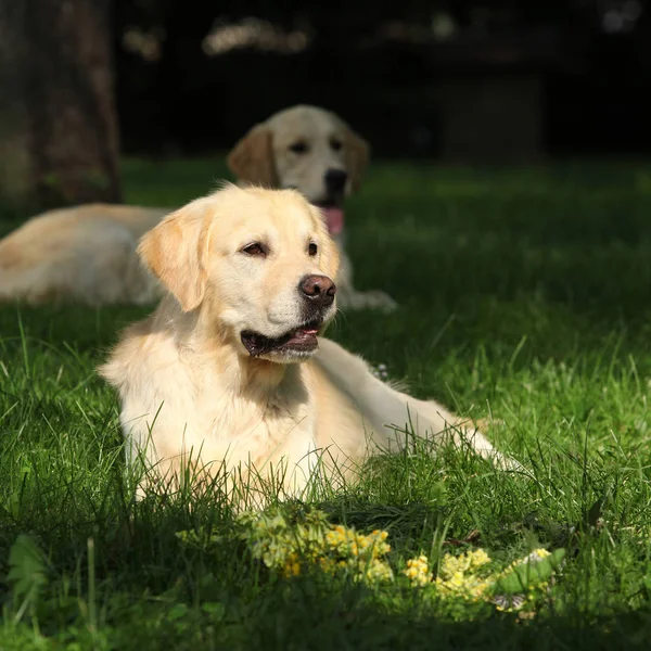 Vackra Golden retriever i trädgården — Stockfoto