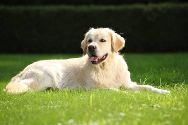 Bahçede güzel altın retriever