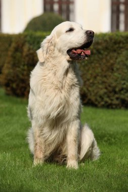 Bahçede güzel altın retriever