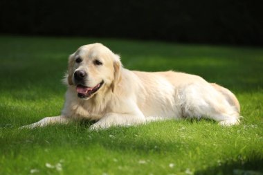 Bahçede güzel altın retriever