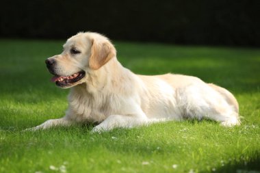 Bahçede güzel altın retriever