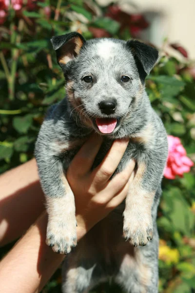 Geweldige puppy van Australische vee hond — Stockfoto