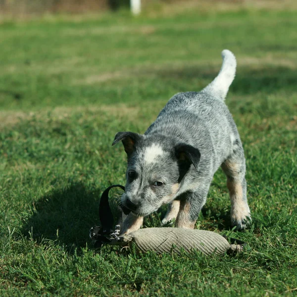 Australian Cattle Dog puppy playing — Stock Photo, Image