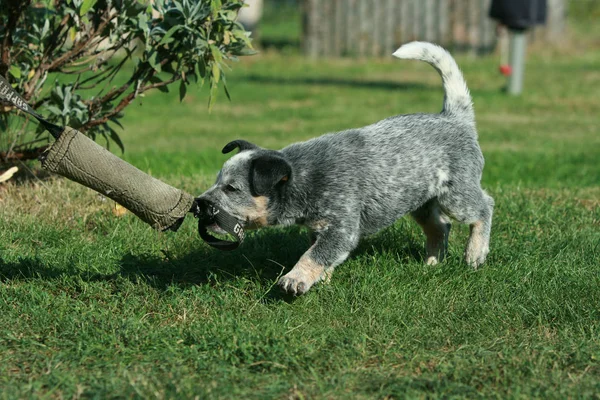 Avustralya sığır köpeği köpek yavrusu oynuyor — Stok fotoğraf