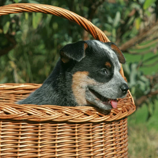 Niesamowity szczeniak australijskiego bydła psa — Zdjęcie stockowe