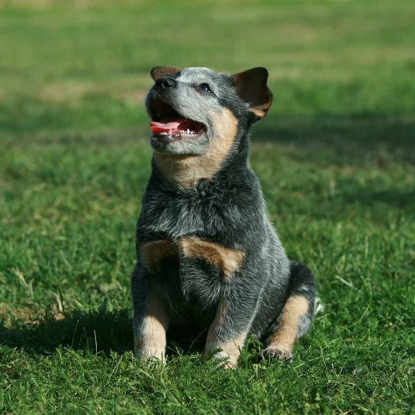 Geweldige puppy van Australische vee hond — Stockfoto