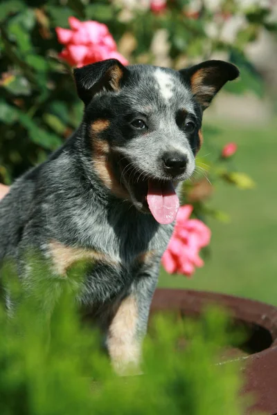 Incredibile cucciolo di cane australiano Bovini — Foto Stock