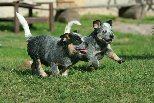 Australian Cattle Dog puppies running — Stock Image Australian Cattle Dog puppies running Royalty Free Stock Photos