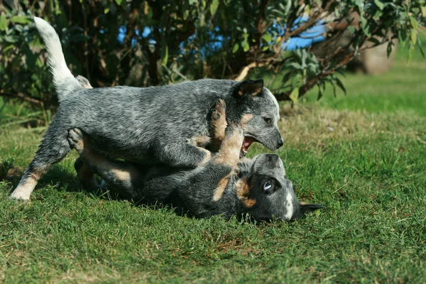 Australiska nötkreatur hund valpar spelar Stockbild