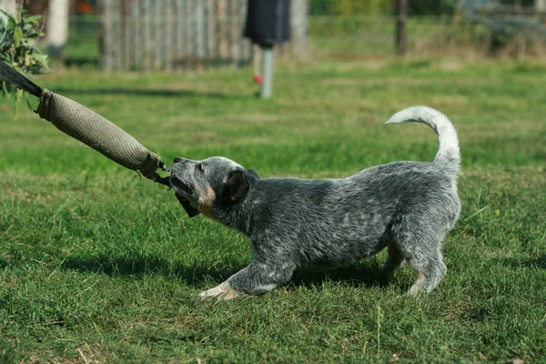 Avustralya sığır köpeği köpek yavrusu oynuyor Stok Resim