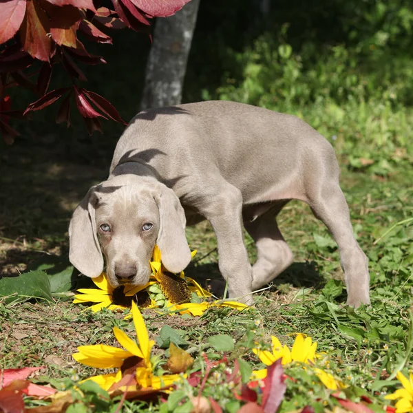 Красивый Щенок Веймаранер Vorsterhund Цветами Листьями — стоковое фото