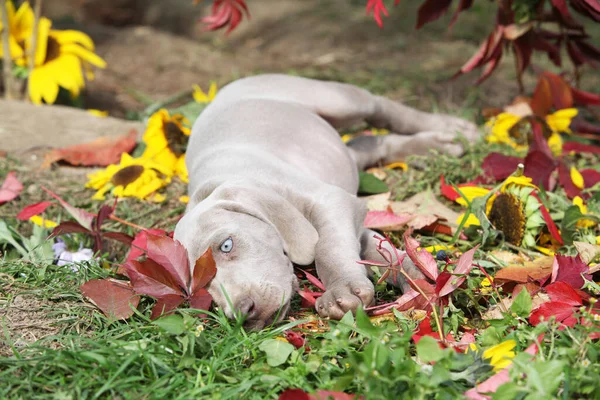 Cãozinho Bonito Weimaraner Vorsterhund Com Flores Folhas — Fotografia de Stock