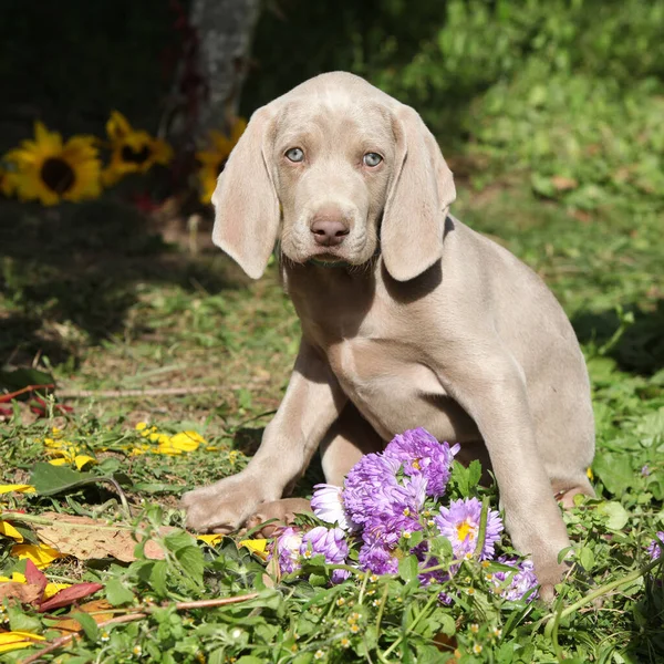 Schöner Welpe Vom Weimaraner Vorsterhund Mit Blüten Und Blättern — Stockfoto