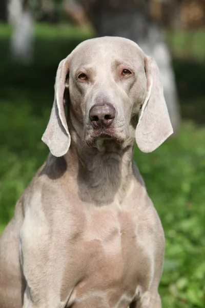 Güzel Weimaraner Vorsterhund Portresi Bahçede Tek Başına — Stok fotoğraf