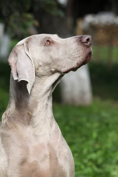 Szép Weimaraner Vorsterhund Portréja Egyedül Kertben — Stock Fotó