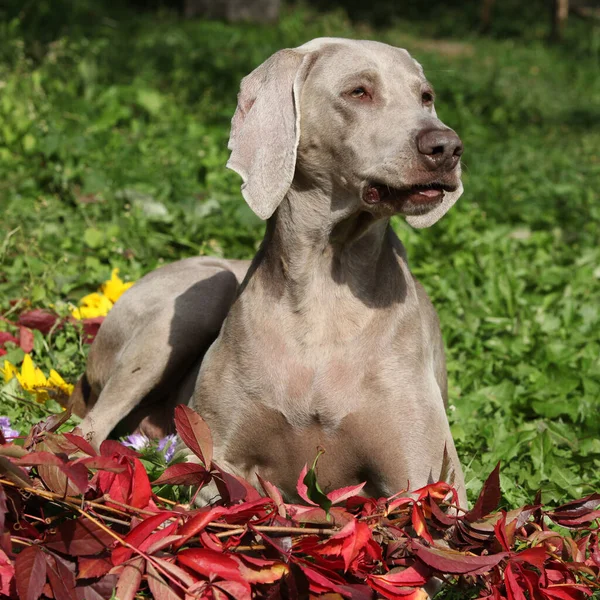 Mooie Weimaraner Vorsterhund Met Rode Bladeren Tuin — Stockfoto