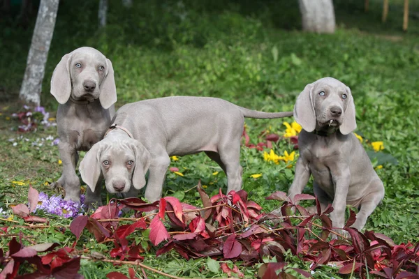 Beautiful puppies of Weimaraner Vorsterhund with flowers and leaves — Stock Image Beautiful Puppies Weimaraner Vorsterhund Flowers Leaves Stock Photo