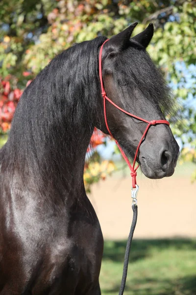 Πορτρέτο Του Καταπληκτικού Μαύρου Friesian Άλογο Φθινόπωρο — Φωτογραφία Αρχείου