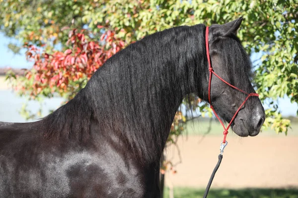 Retrato Incrível Cavalo Friesiano Preto Outono — Fotografia de Stock