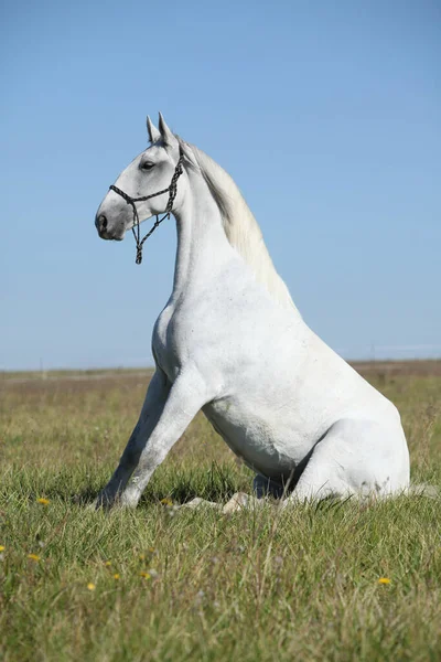 Úžasný Lipizzaner Kůň Pastvině Podzim — Stock fotografie