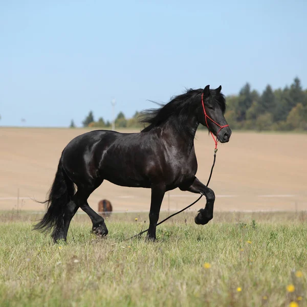 Belo Cavalo Friesiano Que Move Pasto Outono — Fotografia de Stock