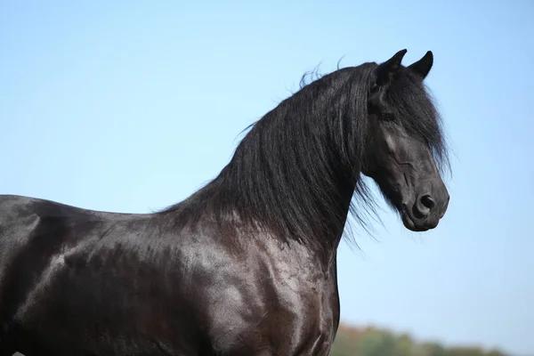 Retrato Incrível Cavalo Friesiano Preto Outono — Fotografia de Stock