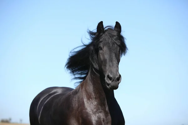 Portrét Úžasného Černého Kudrnatého Koně Podzim — Stock fotografie