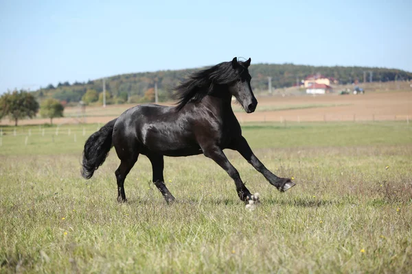 Krásný Kudrnatý Kůň Pohybující Pastvinách Podzim — Stock fotografie
