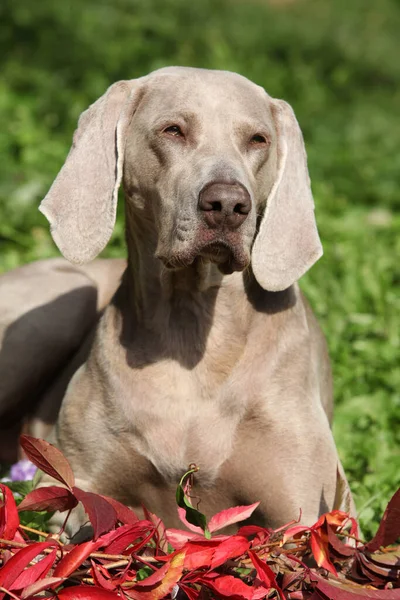 Nice Weimaraner Vorsterhund Com Folhas Vermelhas Jardim — Fotografia de Stock