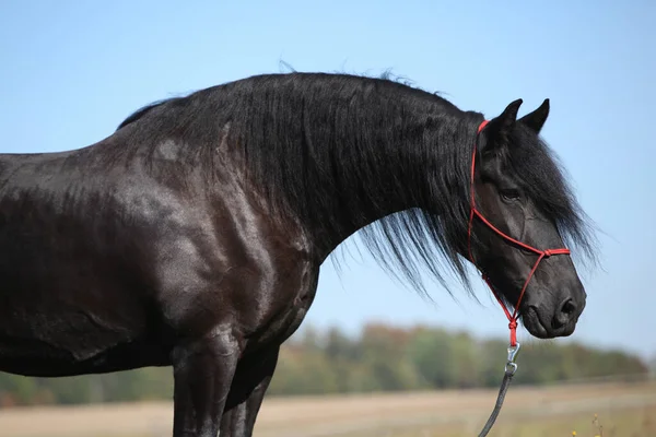 Portrét Úžasného Černého Kudrnatého Koně Podzim Stock Obrázky
