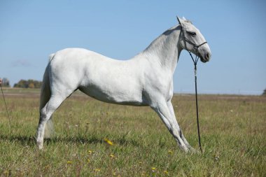 Lipizzaner atı sonbaharda otlakta.