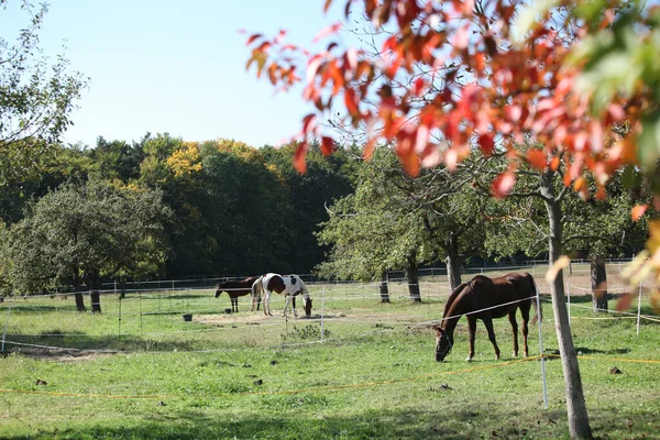 Paarden Weiden Tussen Bomen Herfst — Stockfoto